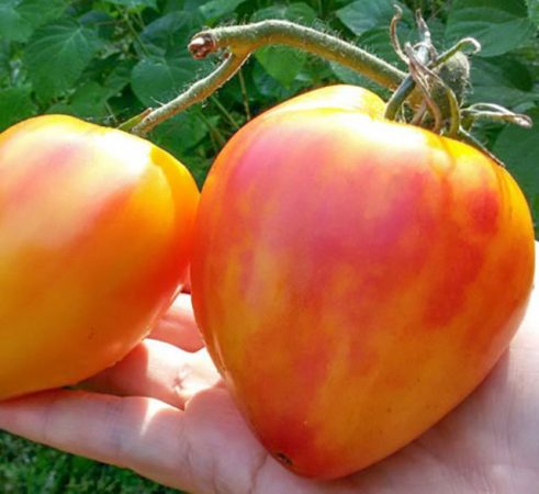Los mejores híbridos de tomate de 2020: los resultados del año según nuestros lectores