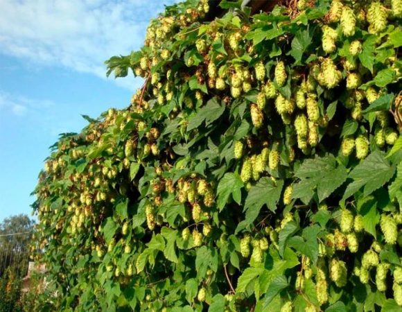 Lúpulo - foto, plantación, cuidados, cultivo, descripción, tipos