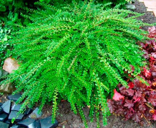 Madreselva - foto, plantación, cuidados, cultivo, descripción, tipos
