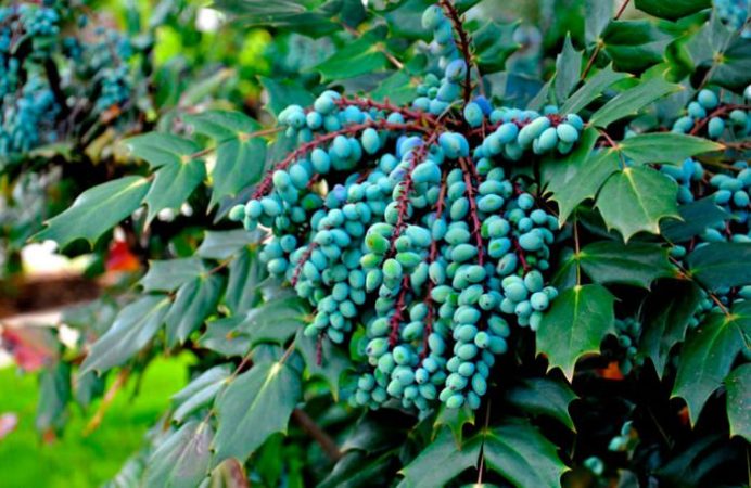 Mahonia - foto, cuidados, especie, descripción, reproducción
