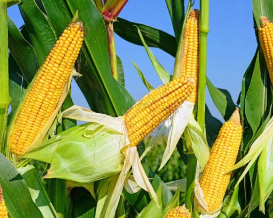 Maíz - foto, plantación, cuidados, cultivo