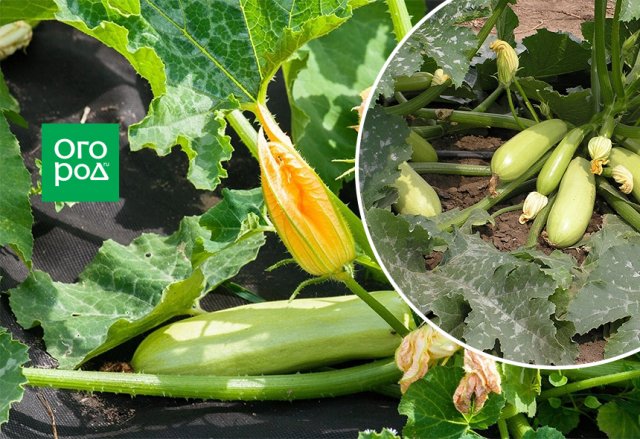 Manchas en las hojas de calabacín: ¿enfermedad o normal?