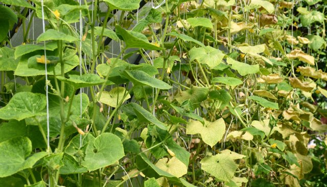 Manchas en las hojas del pepino: por qué aparecen, qué hacer y cómo tratarlas.