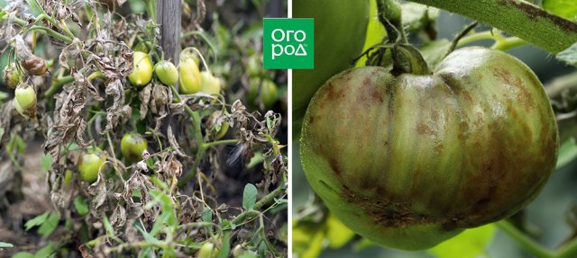 Manchas en los frutos del tomate: ¿una enfermedad o una característica de la variedad?