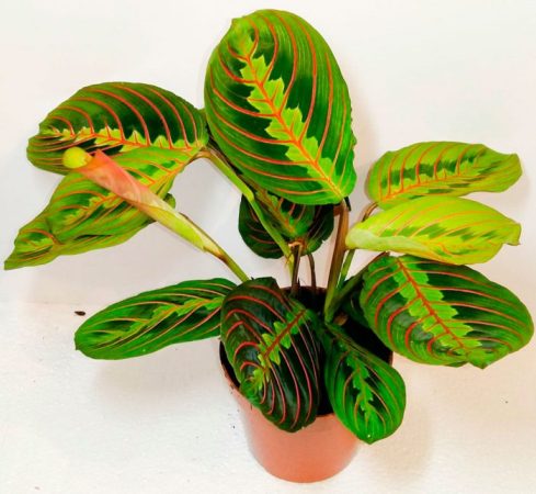 Maranta - foto, cuidados, especie, descripción, propagación, planta de interior