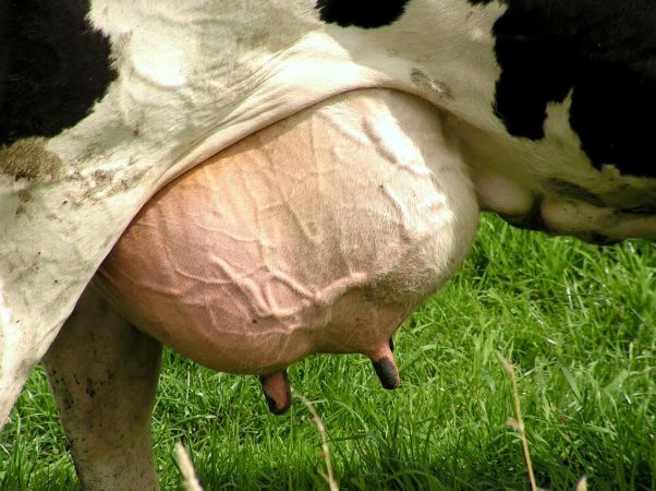 Mastitis en vacas