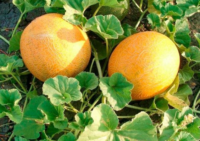 Melón - foto, cuidados, tipos, descripción, propagación