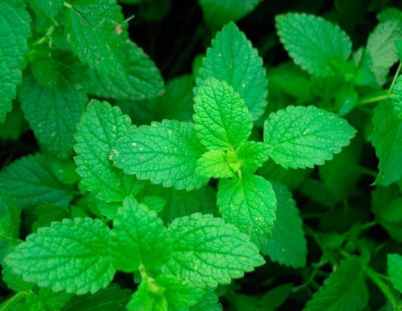 Menta – foto, cuidados, especie, descripción, propagación, planta de interior