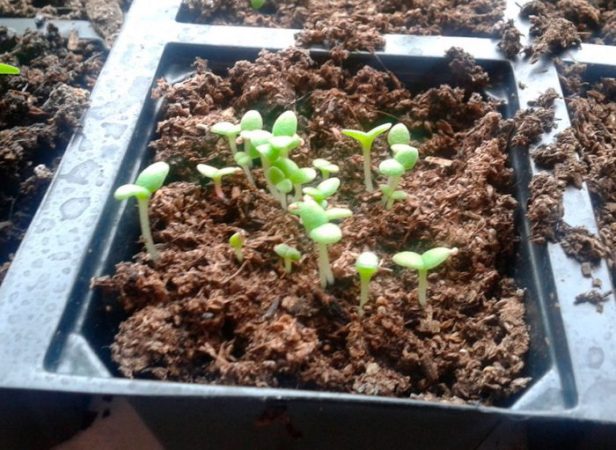 Mesembryanthemum - foto, cuidados, especie, descripción, reproducción
