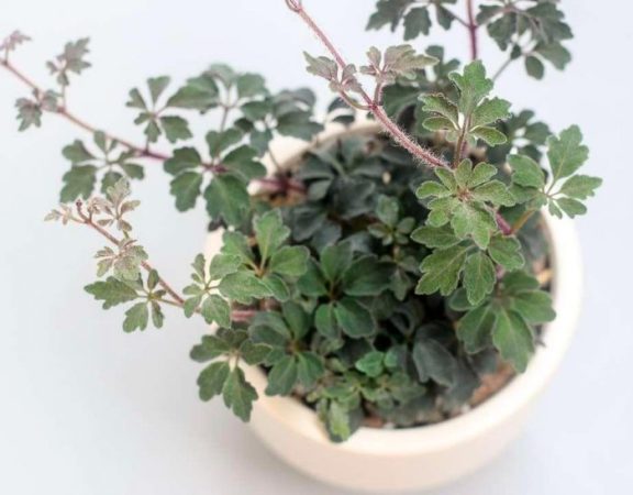 Mikania - descripción de la especie, fotos, cuidados