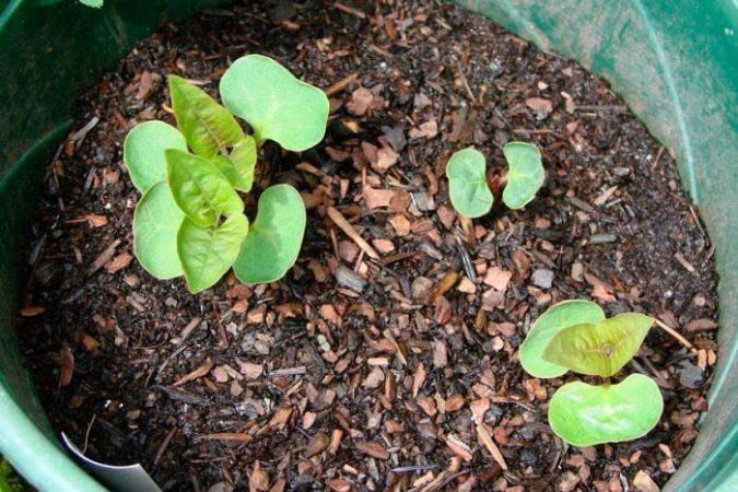 Mirabilis – foto, cuidados, especie, descripción, reproducción