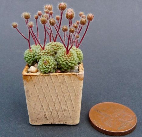 Monanthes – foto, cuidados, especie, descripción, propagación, planta de interior