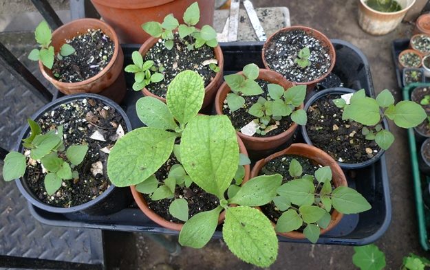Monarda – foto, cuidados, especie, descripción, reproducción