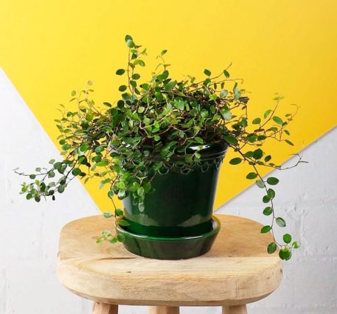 Muehlenbeckia - foto, cuidados, especie, descripción, propagación, planta de interior