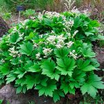 Mukdenia - foto, cuidados, especie, descripción, reproducción