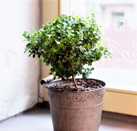 Myrsina - foto, cuidados, especie, descripción, propagación, planta de interior