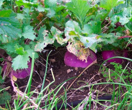 Nabo - foto, plantación, cuidado, cultivo.