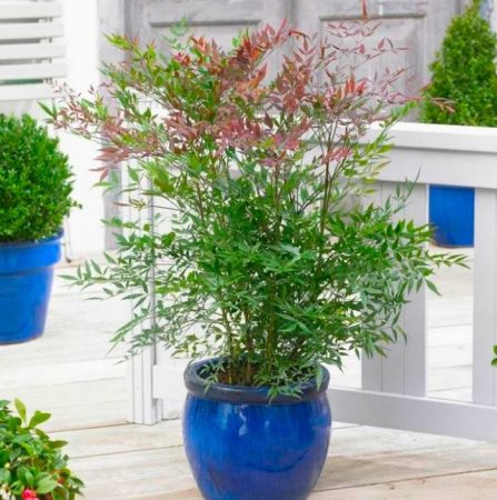 Nandina - foto, cuidados, especie, descripción, propagación, planta de interior