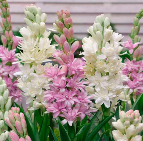 Nardo (Polyanthes): foto, cuidados, tipos, descripción, reproducción