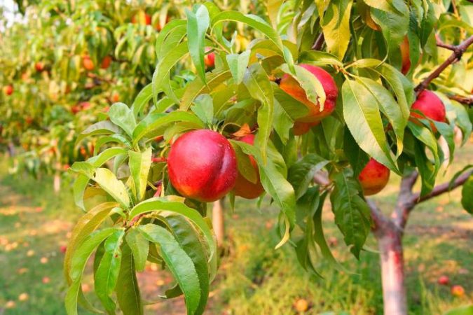 Nectarina - foto, cuidados, tipos, descripción, reproducción
