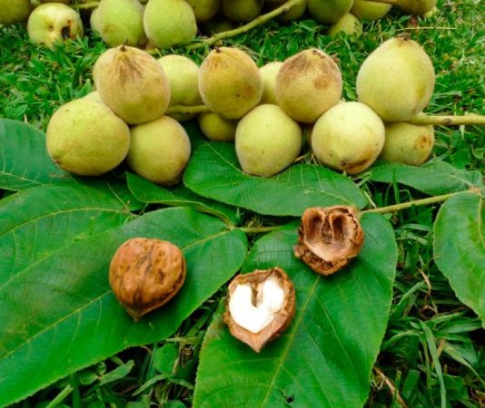 Nuez de Manchuria: foto, plantación, cuidados, cultivo, descripción, tipos