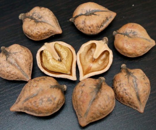 Nuez en forma de corazón: foto, plantación, cuidados, cultivo, descripción, tipos