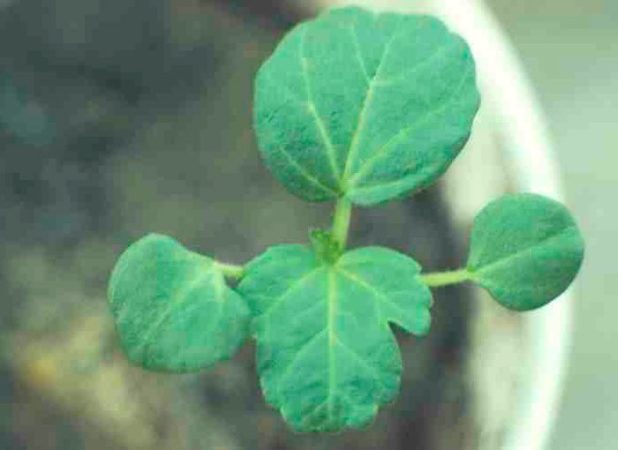 Onagra - foto, cuidados, especies, descripción, reproducción