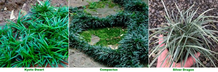 Ophiopogon japonica - foto, cuidados, especie, descripción, reproducción, planta de interior