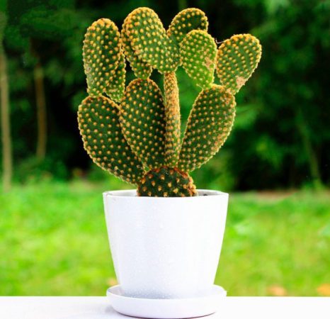 Opuntia - foto, cuidados, especie, descripción, propagación, planta de interior