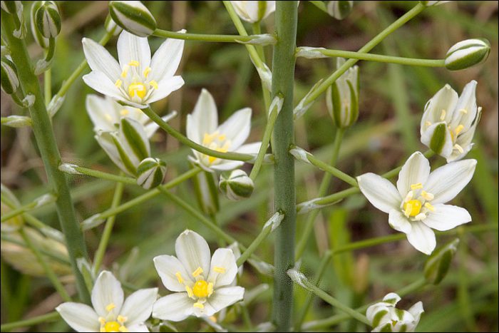 Ornithogalum piramidal