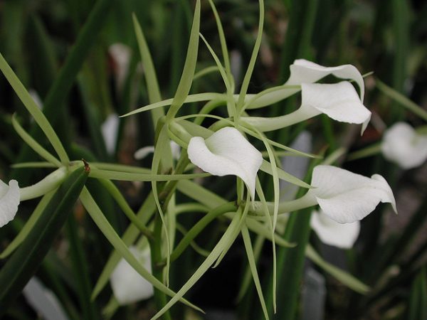 Orquídea Brassavola: foto, cuidados, especie, descripción, reproducción, planta de interior