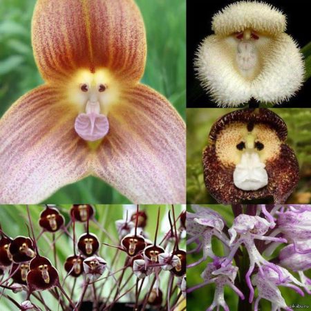Orquídea Drácula (mono): foto, cuidados, especie, descripción, reproducción, planta de interior.