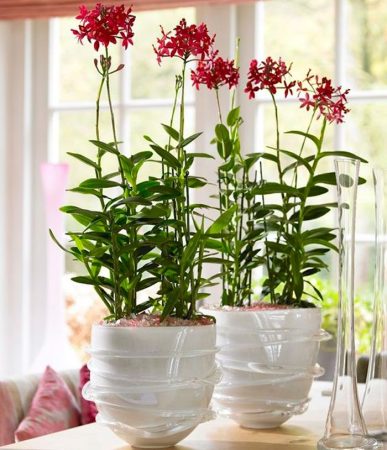 Orquídea Epidendrum: foto, cuidados, especie, descripción, propagación, planta de interior