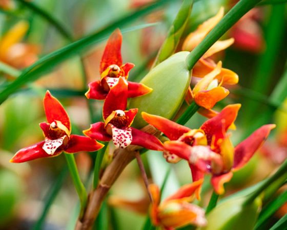 Orquídea Maxillaria - foto, cuidados, especie, descripción, reproducción, planta de interior