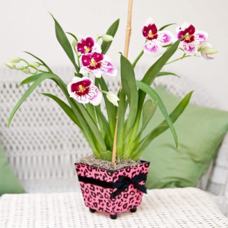 Orquídea Miltonia: foto, cuidados, especie, descripción, propagación, planta de interior