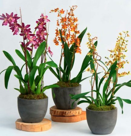 Orquídea Oncidium: foto, cuidados, especie, descripción, propagación, planta de interior