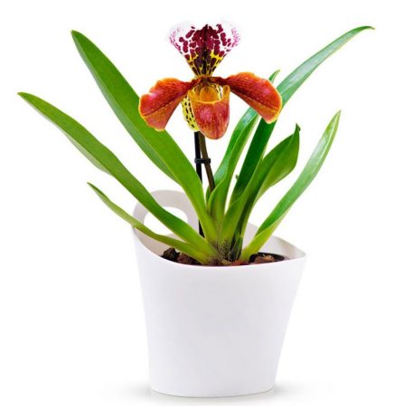 Orquídea Paphiopedilum: foto, cuidados, especie, descripción, propagación, planta de interior