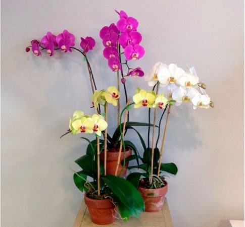 Orquídea Phalaenopsis: Foto, Cuidados, Especie, Descripción, Reproducción, Planta de Interior