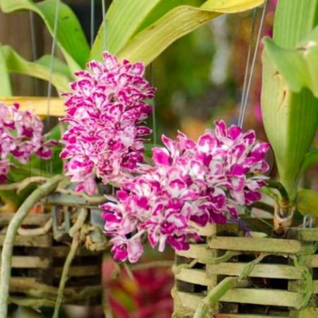 Orquídea Rhynchostylis: foto, cuidados, especie, descripción, propagación, planta de interior
