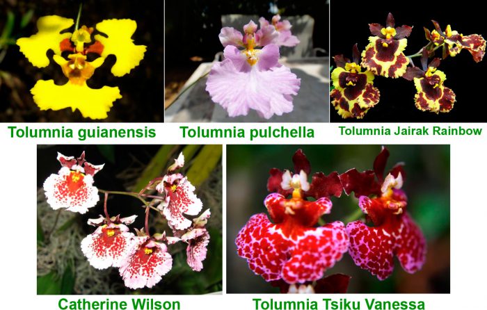 Orquídea Tolumnia - Foto, Cuidado, Especie, Descripción, Reproducción, Planta de interior