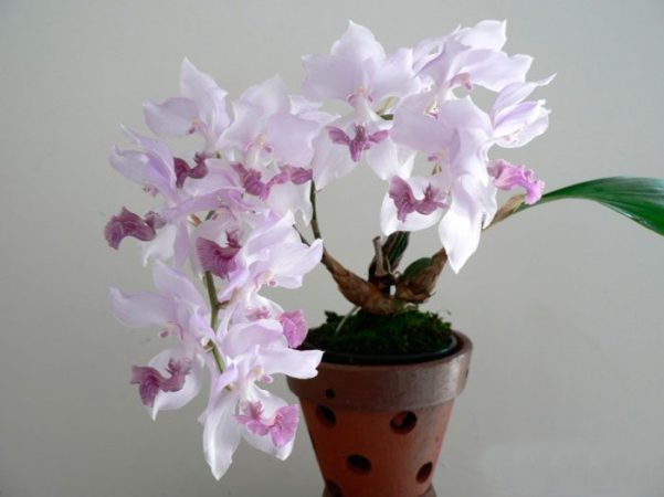 Orquídea aganisia: foto, cuidados, especies, descripción, propagación, planta de interior