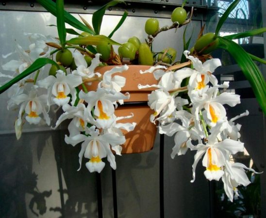 Orquídea coelogyne - foto, cuidados, especie, descripción, reproducción, planta de interior