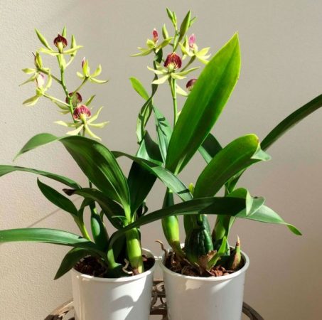 Orquídea encyclia - foto, cuidados, especie, descripción, reproducción, planta de interior