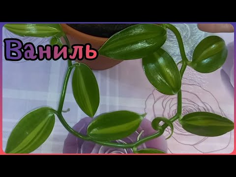 Orquídea vainilla (Vanilla Orchid) - foto, cuidado, especie, descripción, propagación, planta de interior