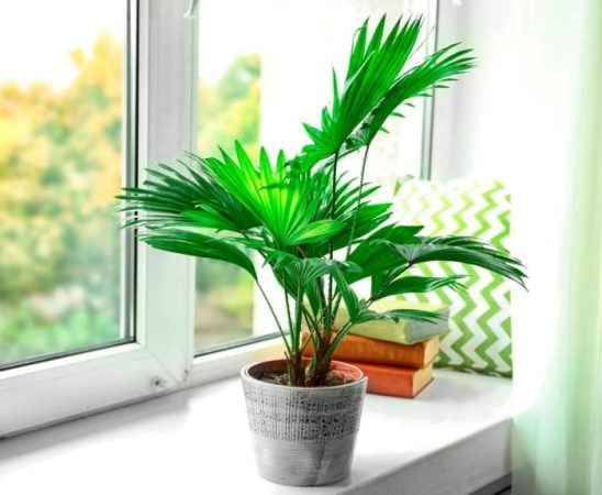 Palmera Livistona - Foto, Cuidados, Especie, Descripción, Reproducción, Planta de Interior