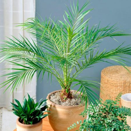 Palmera datilera Robeleni: foto, cuidados, especie, descripción, propagación, planta de interior