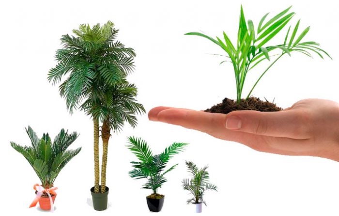 Palmera de interior: foto, cuidados, tipos, descripción, propagación, planta de interior