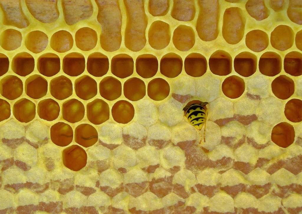 La abeja construye un panal
