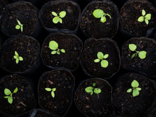 Para hacer las orejas «azules»: reglas para plántulas de berenjena exuberantes y fuertes