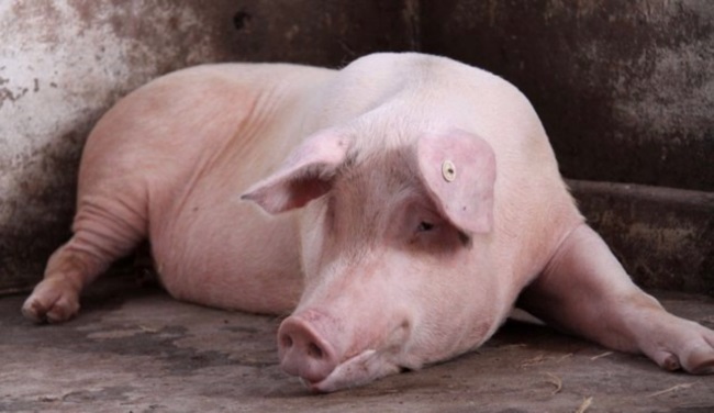 Pasteurelosis en cerdos y lechones: causas y tratamiento